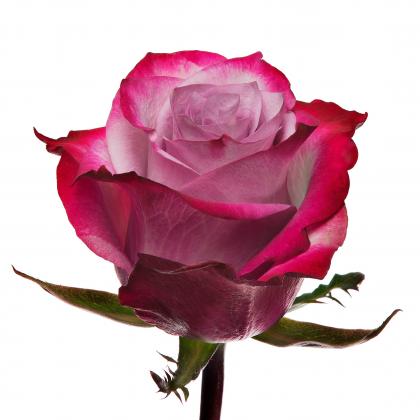 Rose Deep Purple Rose Deep Purple