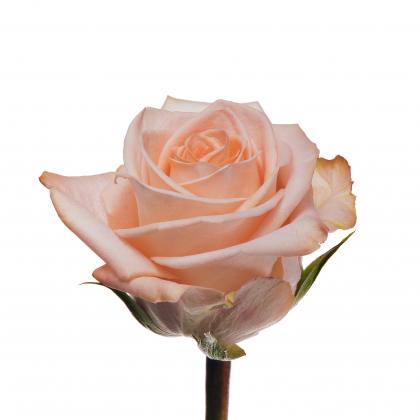 Rose Tiffany Rose Tiffany