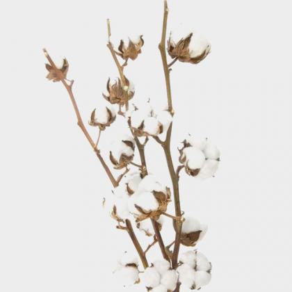 Cotton