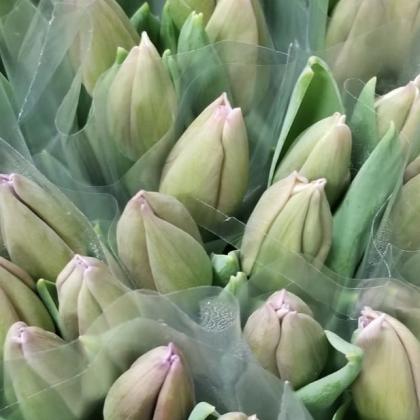 Tulip Lavender Tulip Lavender