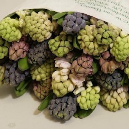 Hyacinth Asst