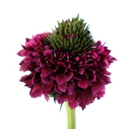Scabiosa Red Velvet Scoop