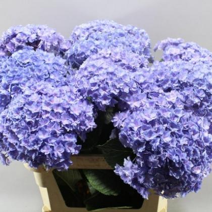 Hydrangea Luxor Lavender Hydrangea Luxor Lavender