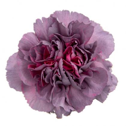 Carnation Hypnosis Carnation Hypnosis