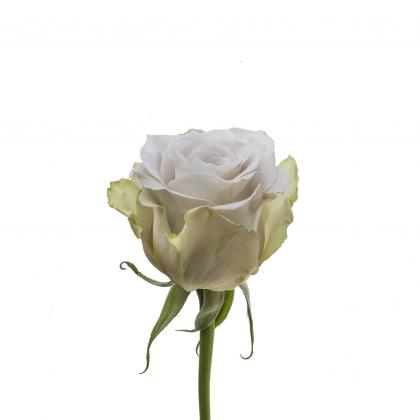 Rose Early Grey Rose Early Grey
