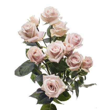 Spray Rose Phuket Spray Rose Phuket
