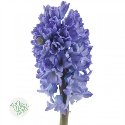 Hyacinth Delft Blue Hyacinth Delft Blue