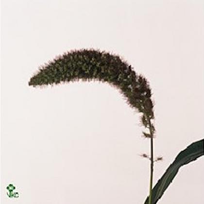Setaria Red Jewel