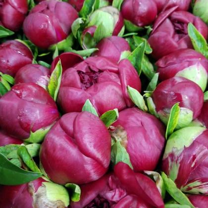 Peony Red Charm