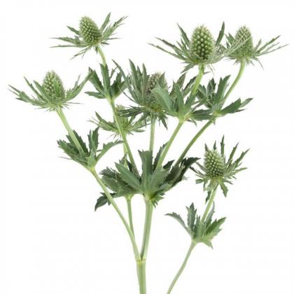 Eryngium Sirius