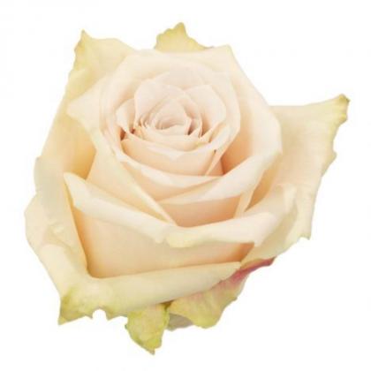 Rose Sandy Rose Sandy