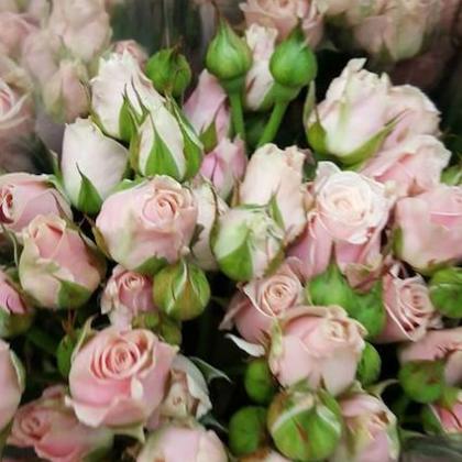 Spray Rose Isadora Spray Rose Isadora