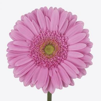 Gerbera Glossy