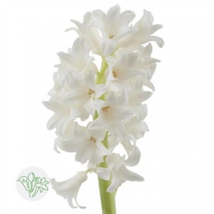 Hyacinth Aiolos