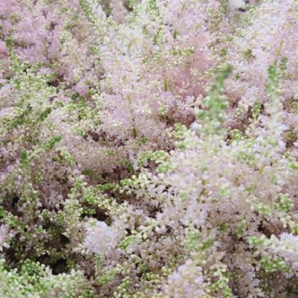 Astilbe Europa