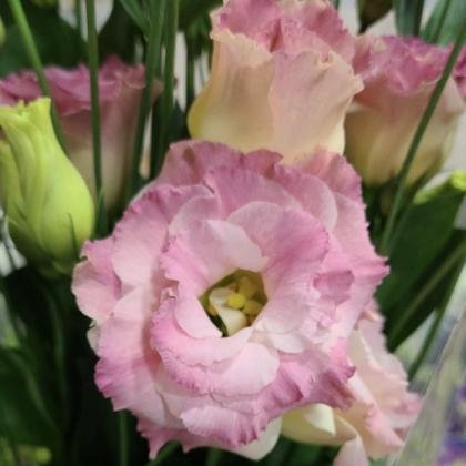 Lisianthus Apricot Lisianthus Apricot