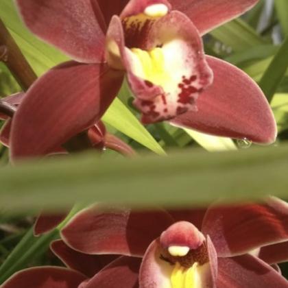 Mini Cymbidium Red Mini Cymbidium Red