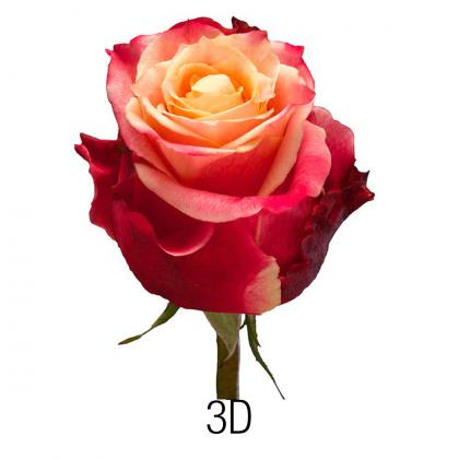 Rose 3D Rose 3D