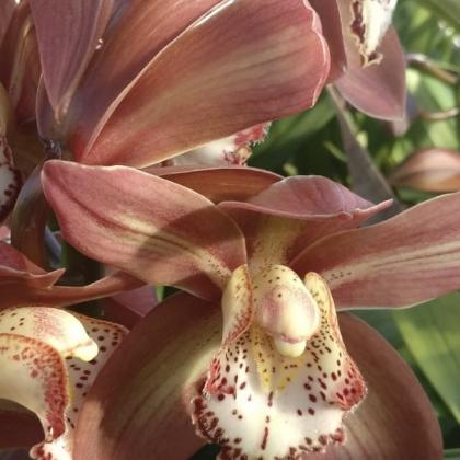 Cymbidium Red Cymbidium Red