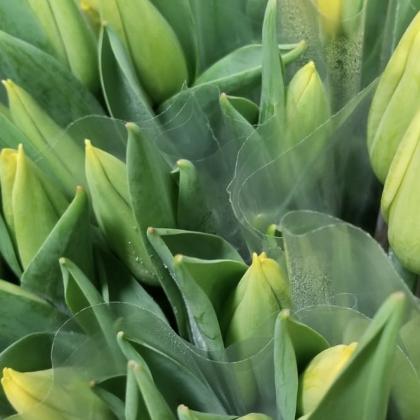 Tulip Yellow Tulip Yellow