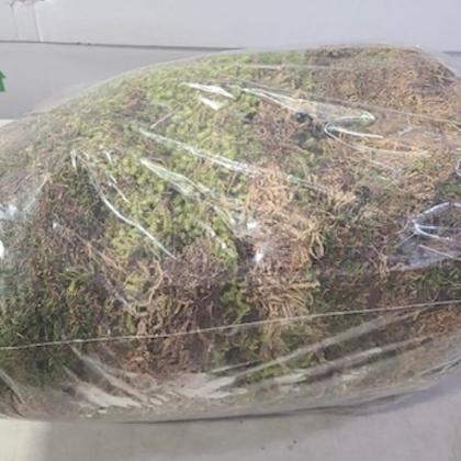Moss Dry Moss Dry