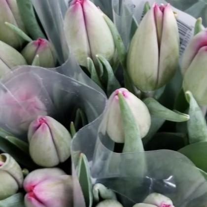 Tulip Pink Tulip Pink