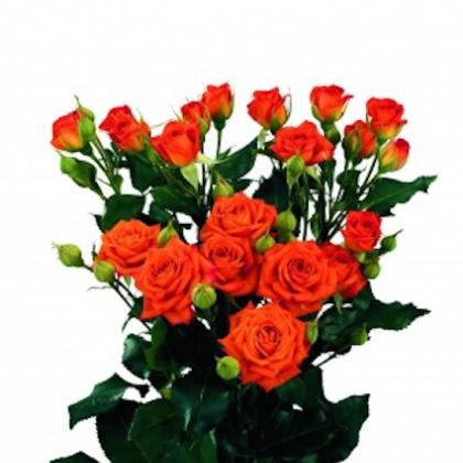 Spray Rose Orange Fire Spray Rose Orange Fire