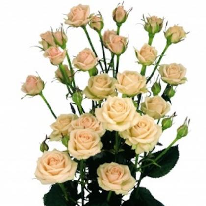 Spray Rose Jana Spray Rose Jana