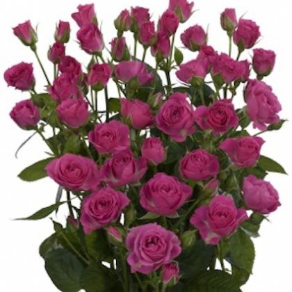 Spray Rose Lovely Lydia Spray Rose Lovely Lydia
