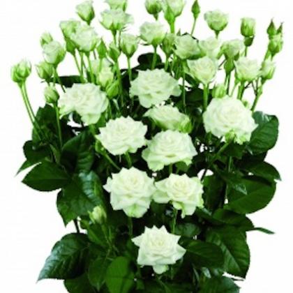 Spray Rose Snowflake Spray Rose Snowflake