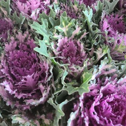 Kale Feather