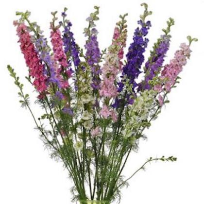 Larkspur Asst Larkspur Asst