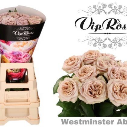 Rose Westminster Abbey Rose Westminster Abbey