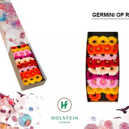 Germini Asst