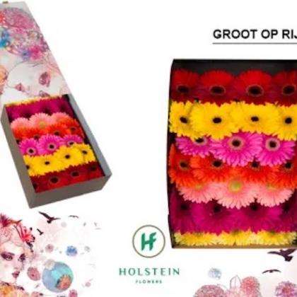 Gerbera Asst