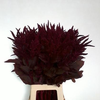Amaranthus Cruentus Velvet Amaranthus Cruentus Velvet