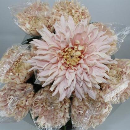 Chrysanthemum Disbud Avignon Chrysanthemum Disbud Avignon