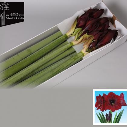 Amaryllis Britney Amaryllis Britney