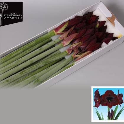 Amaryllis Loyalty Amaryllis Loyalty