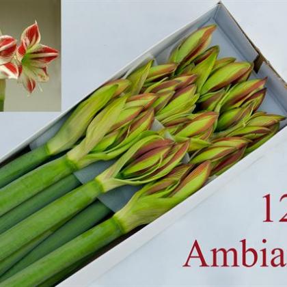 Amaryllis Ambiance Amaryllis Ambiance