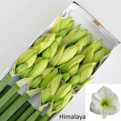 Amaryllis Himalaya Amaryllis Himalaya