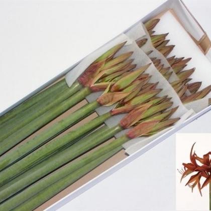 Amaryllis Merenque Amaryllis Merenque