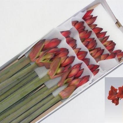 Amaryllis Rapido Amaryllis Rapido