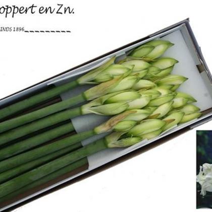 Amaryllis Christmas Gift Amaryllis Christmas Gift