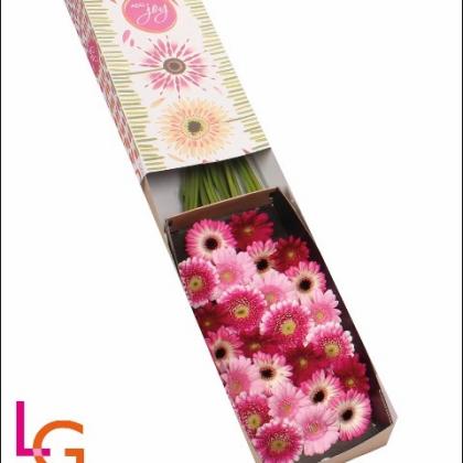 Germini Pink Mix Germini Pink Mix