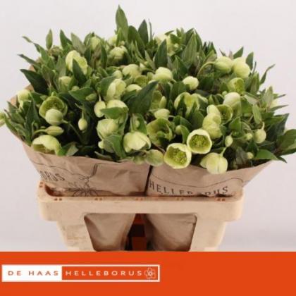Helleborus Magnificent Bells Helleborus Magnificent Bells