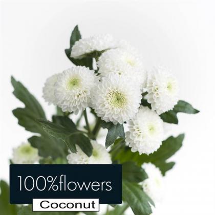 Chrysanthemum Spray Coconut Chrysanthemum Spray Coconut