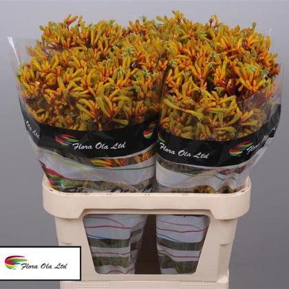 Anigozanthos Gold Fever Anigozanthos Gold Fever