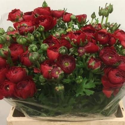 Ranunculus Elegance Red Ranunculus Elegance Red