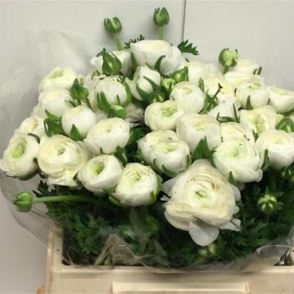 Ranunculus Elegance White Ranunculus Elegance White
